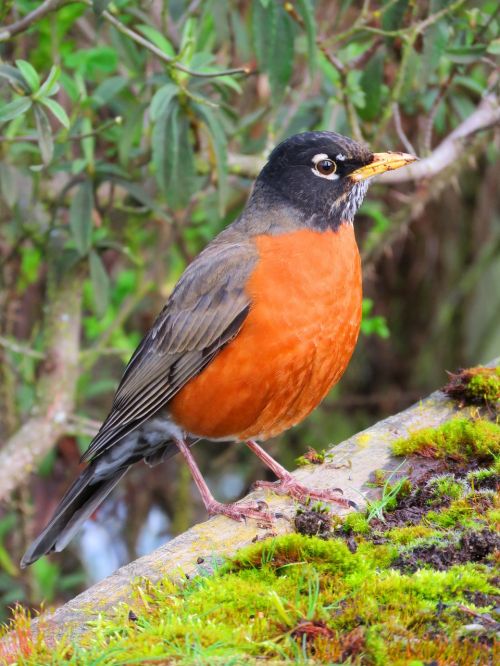 robin bird birding