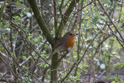 robin bird england