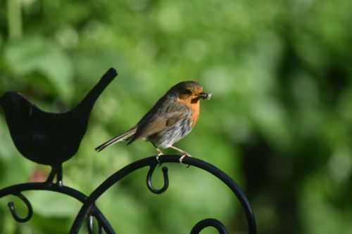 robin bird england