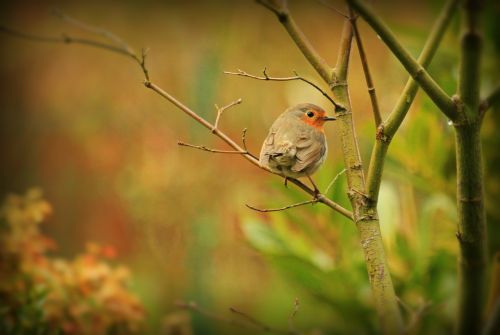 robin bird animal