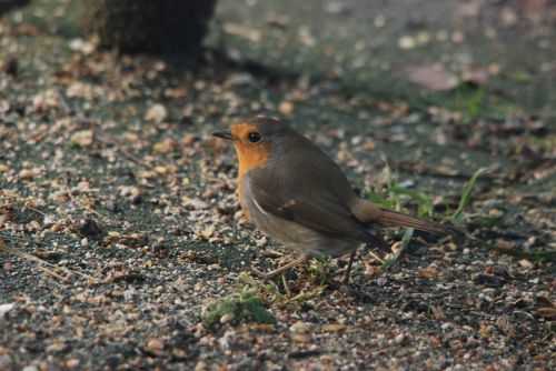 robin bird eye