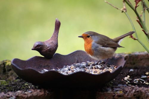 robin bird bird seed