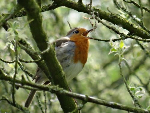 robin singing nature