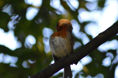 robin red robin bird