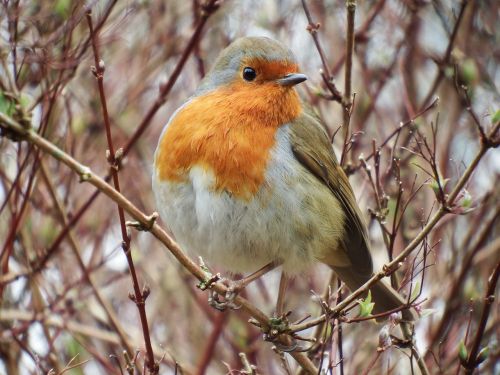 robin bird nature