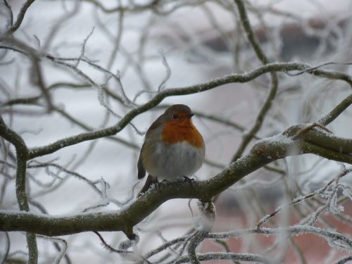 robin bird nature