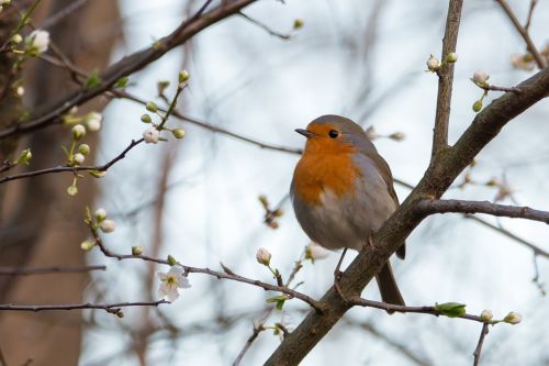 robin erithacus rubecula songbird