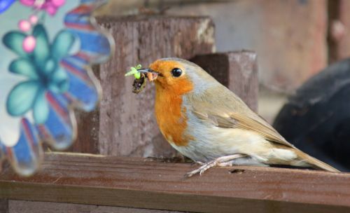 robin bird nature