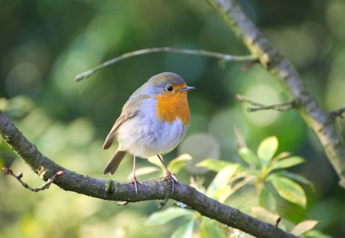 robin bird garden