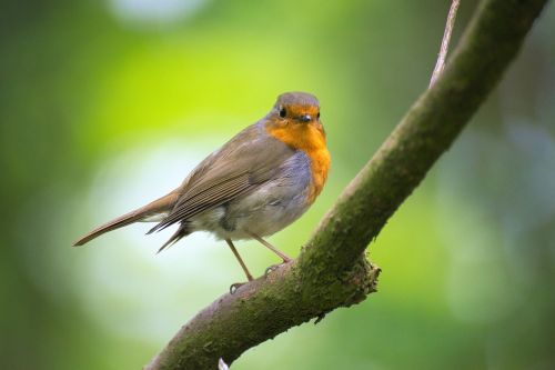 robin bird garden