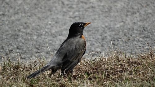 robin bird standing