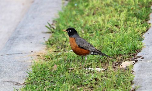 robin spring bird