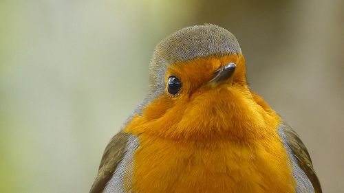 robin birds nature