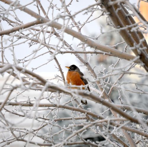 robin bird winter