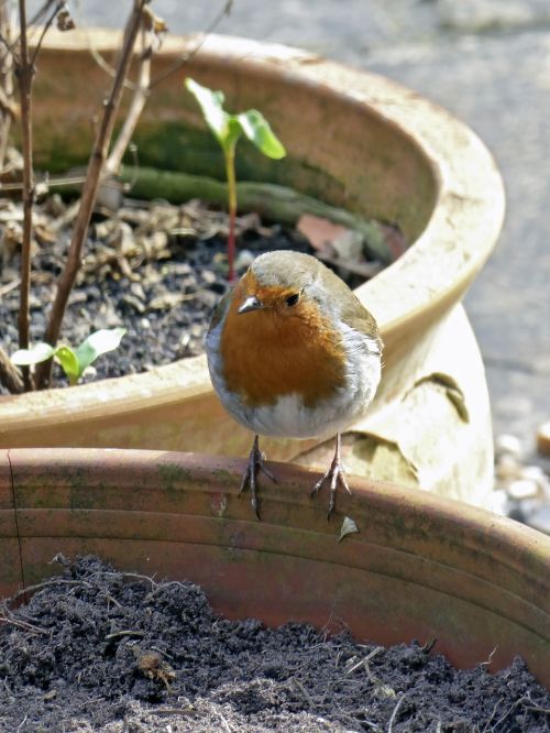 robin bird nature