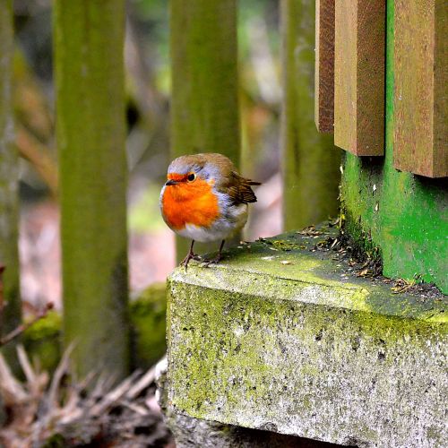 robin songbird close
