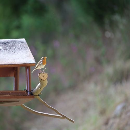 robin bird songbird