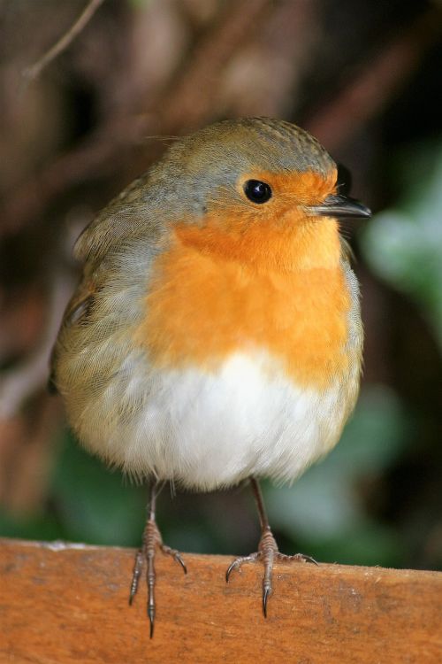 robin bird garden bird