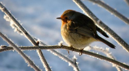 robin bird snow