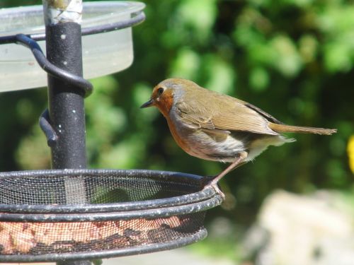 robin feeder bird