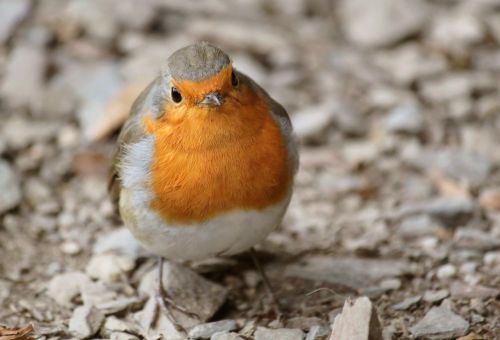 robin bird animal