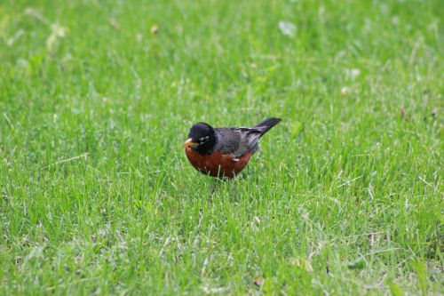 robin lunch bird