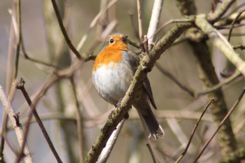 robin bird animals