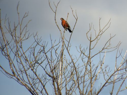 robin redbreast bird