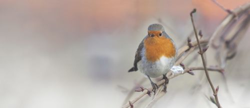 robin bird winter