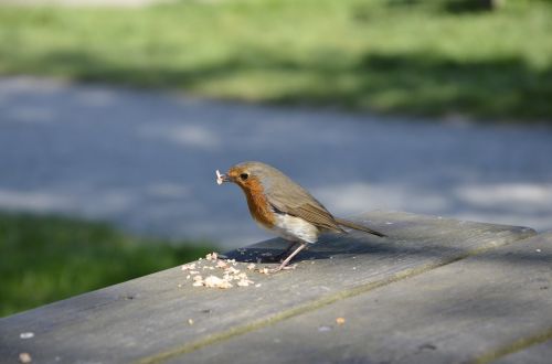 robin bird red