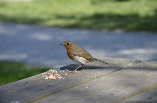 robin redbreast nature
