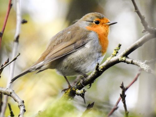 robin bird songbird