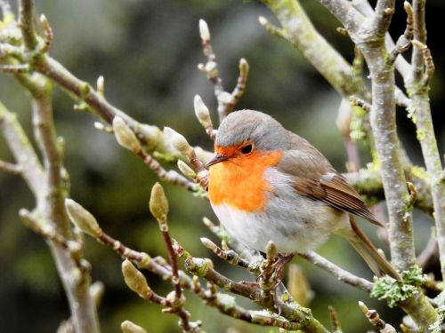 robin bird on branch