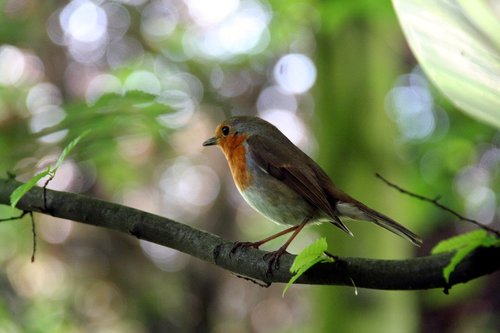 robin  songbird  garden