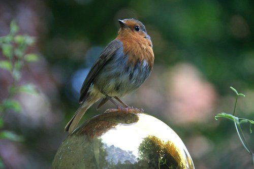 robin  songbird  bird