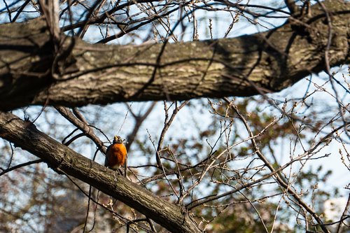 robin  tree  nature