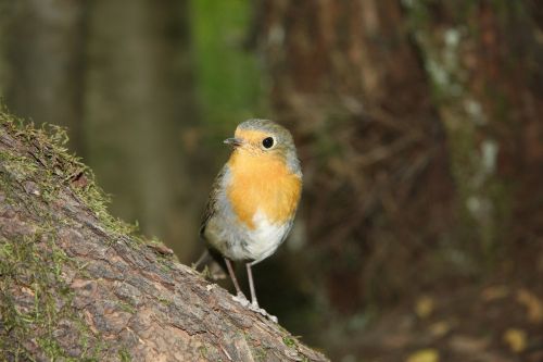 robin bird photo model