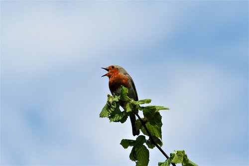 robin  bird  singing