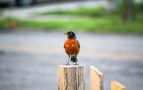 robin  bird  wood