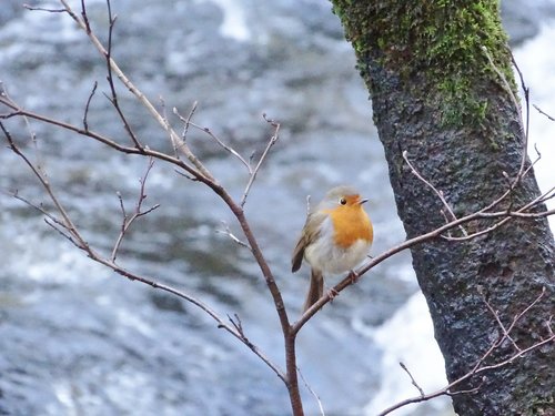 robin  natures beauty  bird