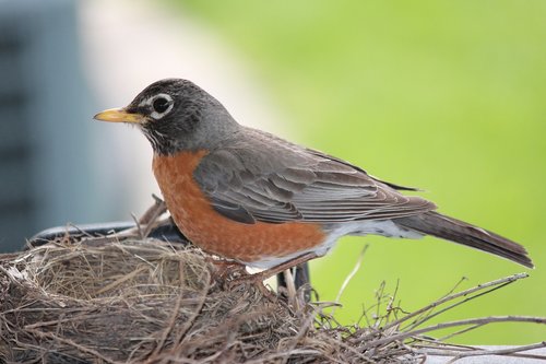 robin  bird  wildlife