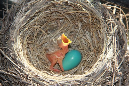 robin  nest  bird