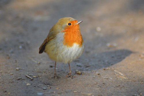 robin  red  nature