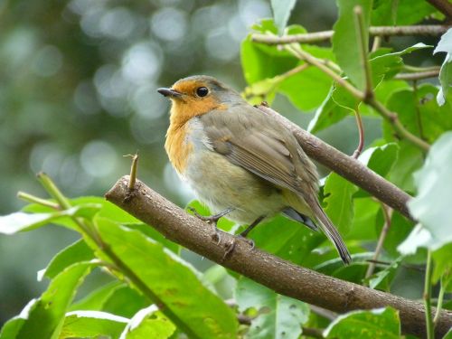 robin close bird