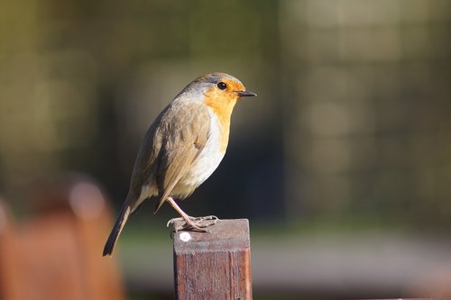 robin  bird  chair
