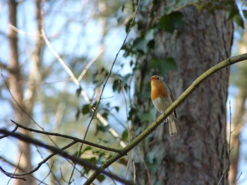 robin songbird bird