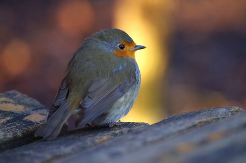 robin  wild bird  animal world