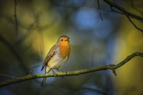 robin  singing  nature