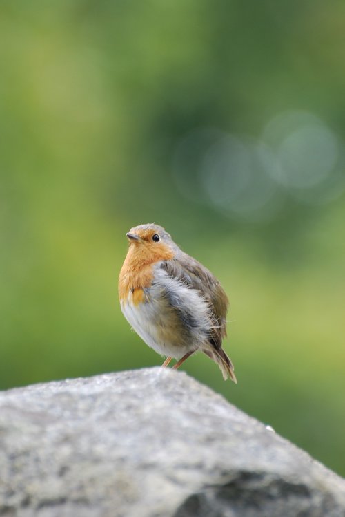 robin  fledgling  rock