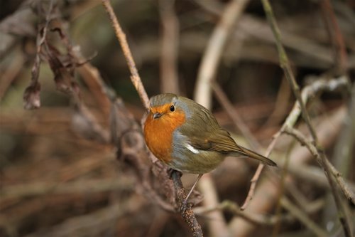 robin  bird  red
